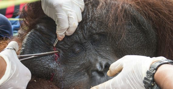Orangutan Lulup Ditranslokasi Ke TNGP